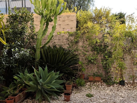 A lush garden area featuring various green plants. Prominent in the scene is a tall cactus surrounded by several types of broad-leafed plants in pots. The ground is covered in white stones and a stone wall forms the backdrop, partially covered in climbing plants.