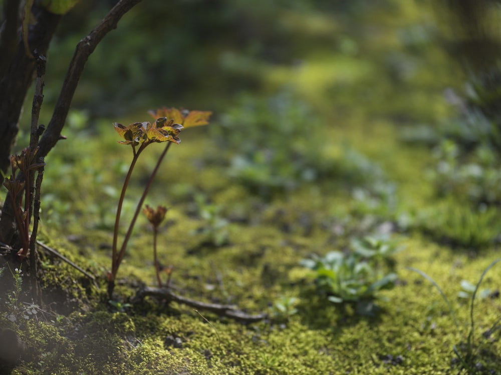 a close up of a plant on a moss covered ground