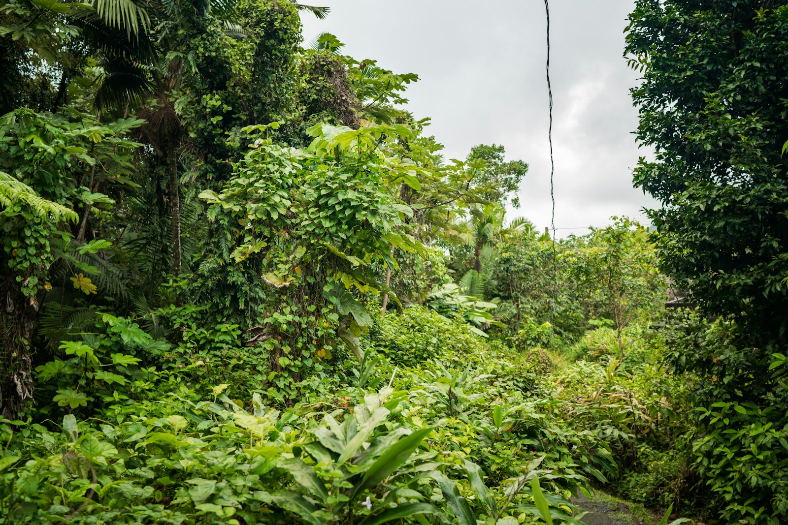 Dense green rainforest canopy in El Yunque National Forest