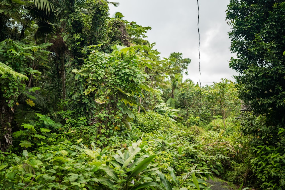 a lush green forest filled with lots of trees