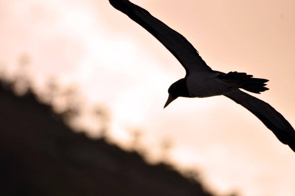 a bird flying in the air with a sky background