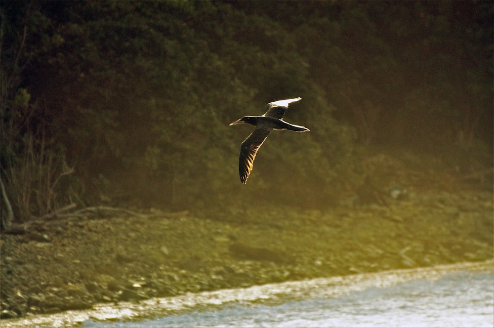 a bird flying over a body of water