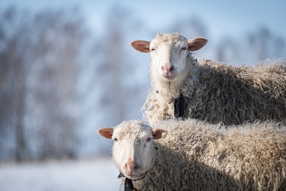 a couple of sheep standing next to each other