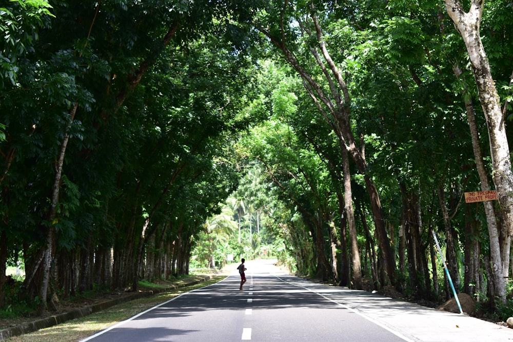a person walking down the middle of a tree lined road