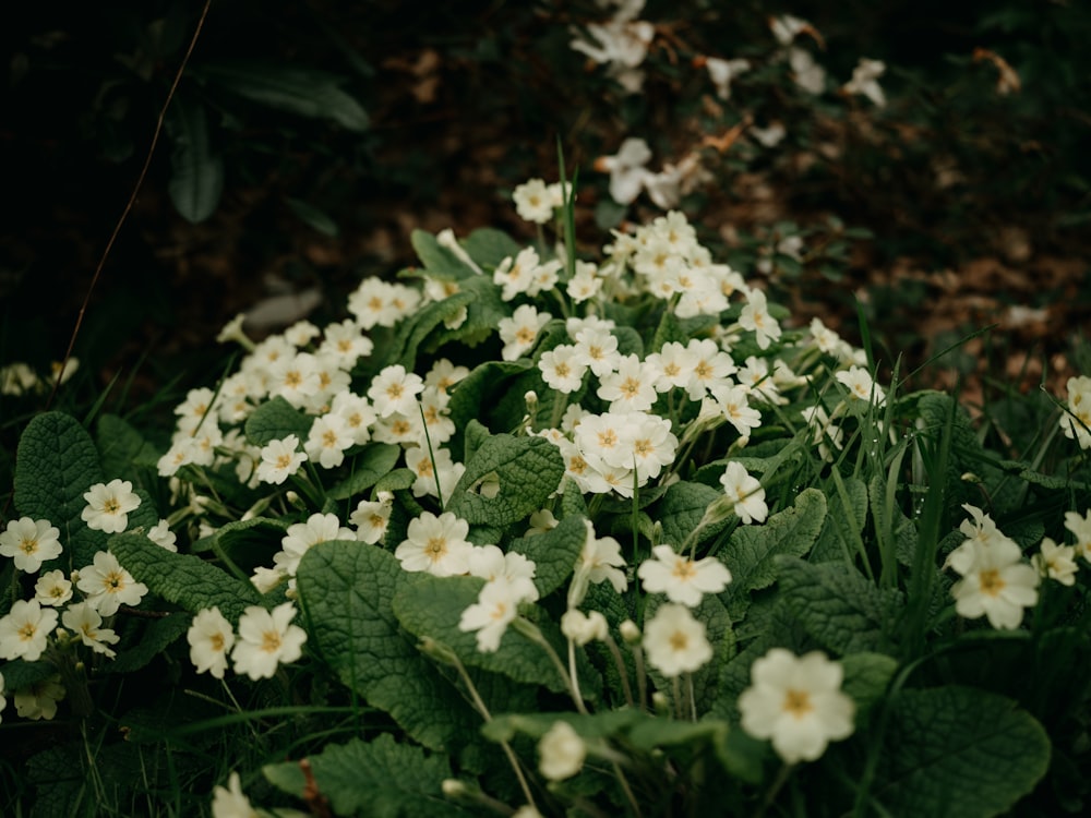 a bunch of white flowers that are in the grass