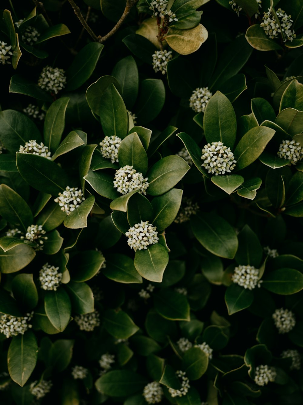a bunch of green leaves and white flowers