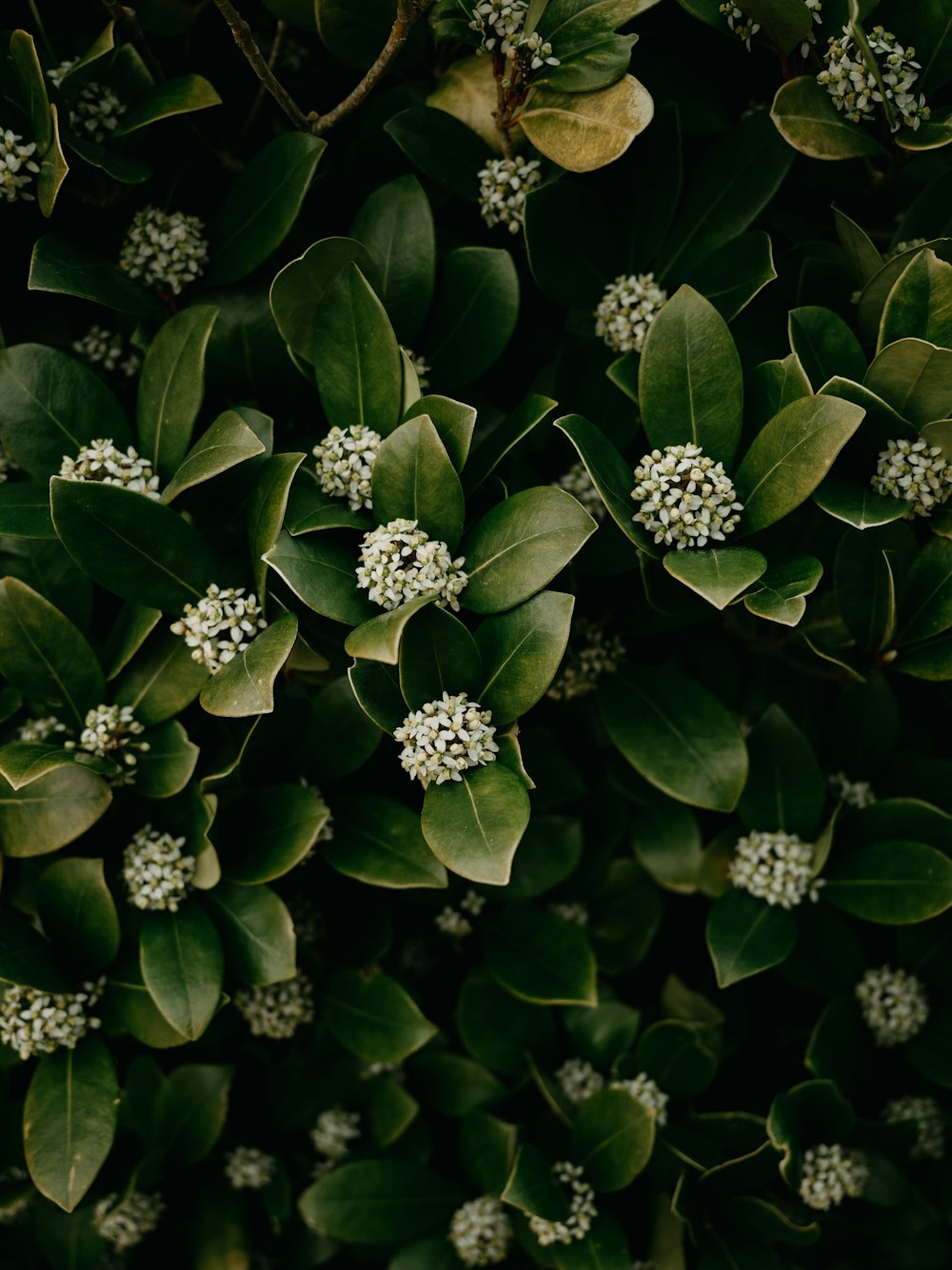 un bouquet de feuilles vertes et de fleurs blanches