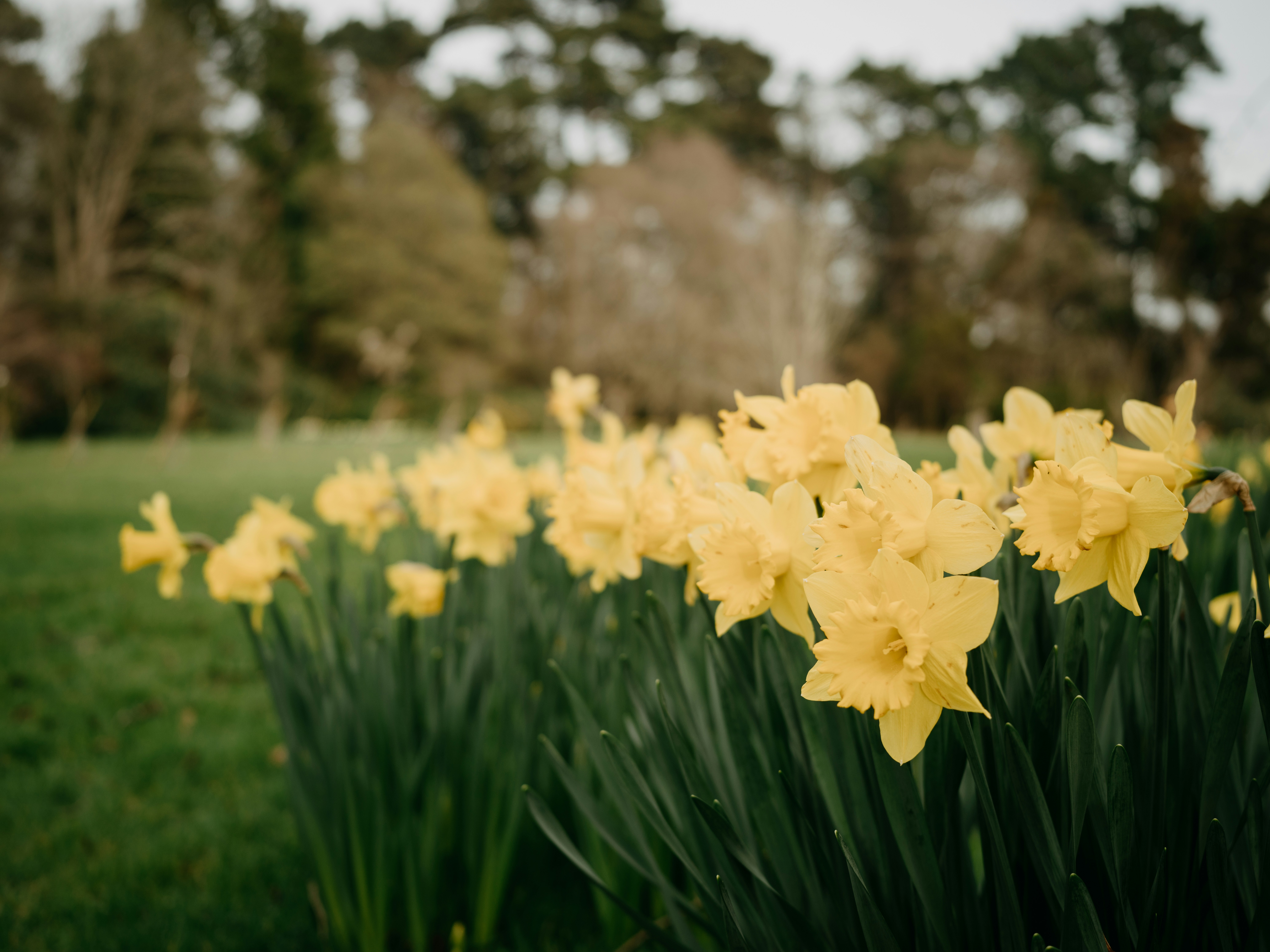 A field of yellow flowers in the middle of a park photo – Free ...
