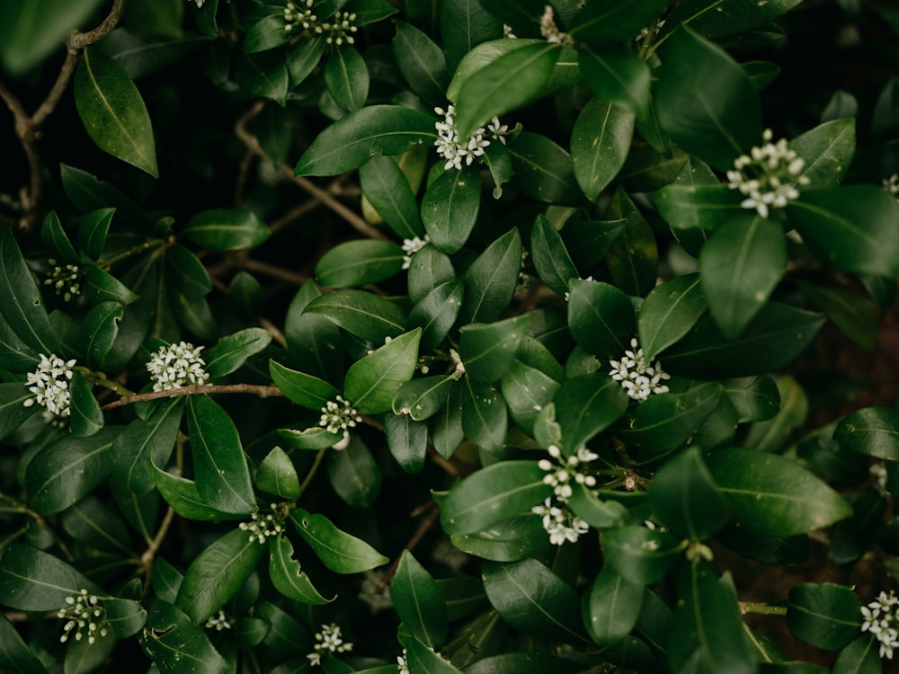 a close up of a plant with white flowers