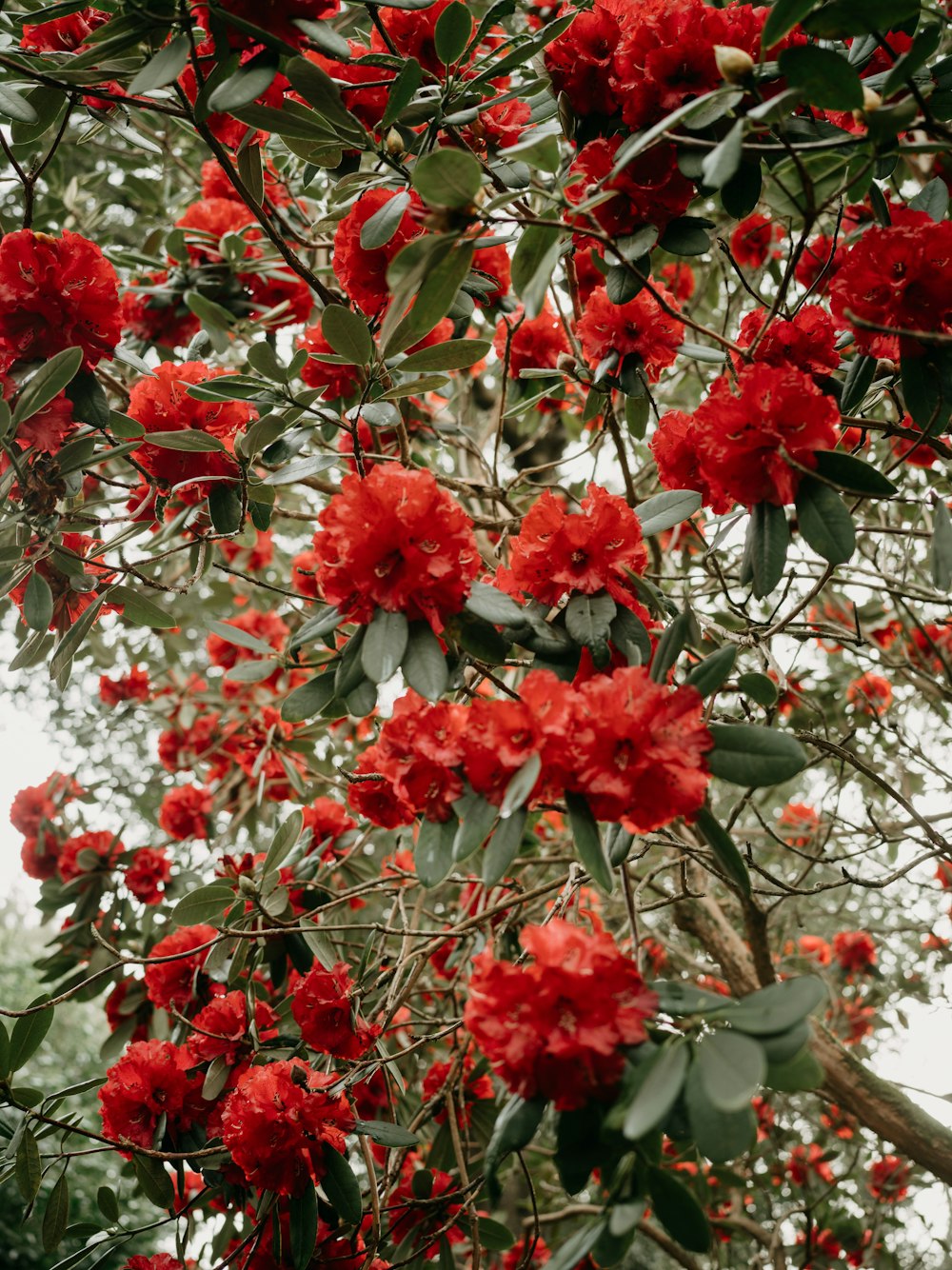 a bunch of red flowers growing on a tree