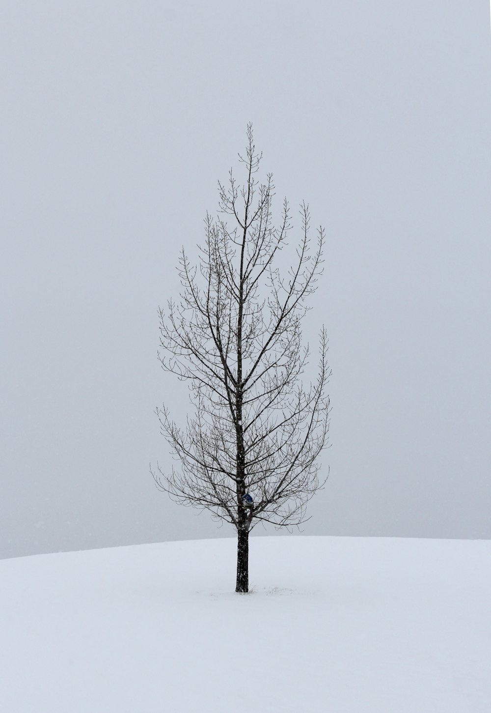 a lone tree in the middle of a snowy field