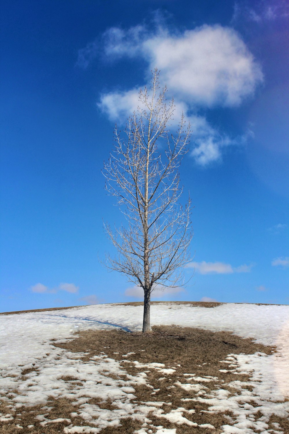 a lone tree stands in the middle of a snowy field