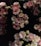 A beautiful floral arrangement featuring pink and white flowers.