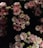 A beautiful floral arrangement featuring pink and white flowers.