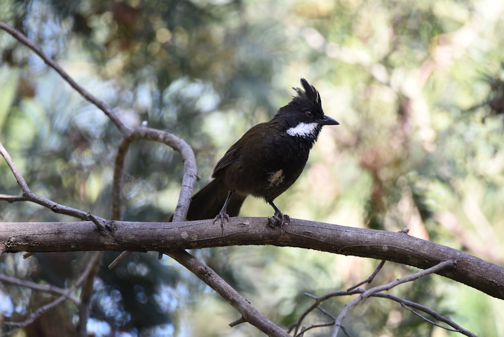 a black and white bird perched on a tree branch