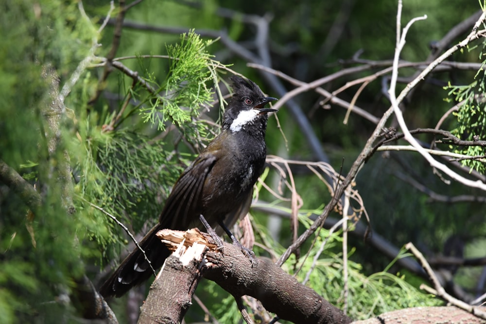 a bird perched on a branch of a tree