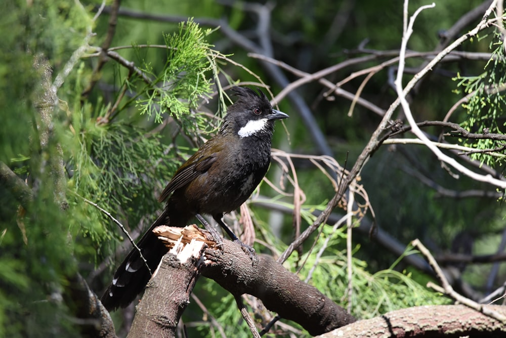 a black bird perched on a branch of a tree