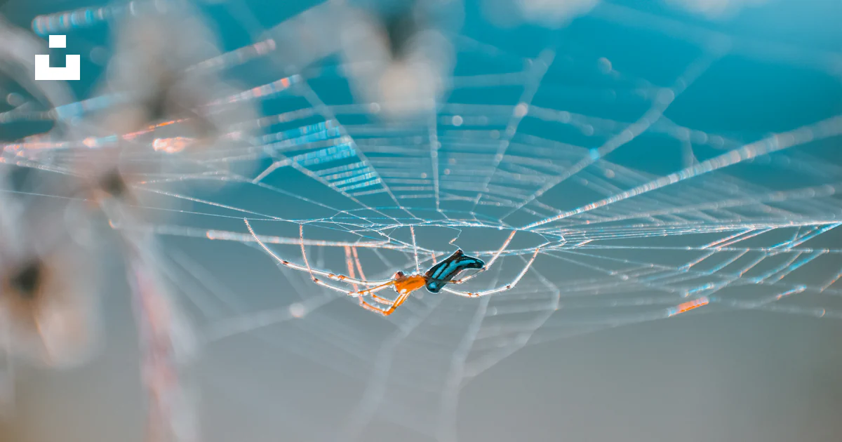 Foto Una telaraña con gotas de agua – Imagen Fondo de la naturaleza ...