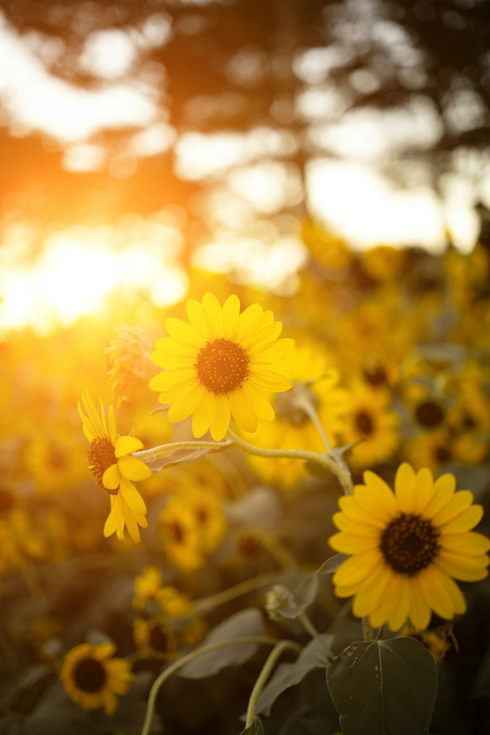 a field of sunflowers with the sun setting in the background