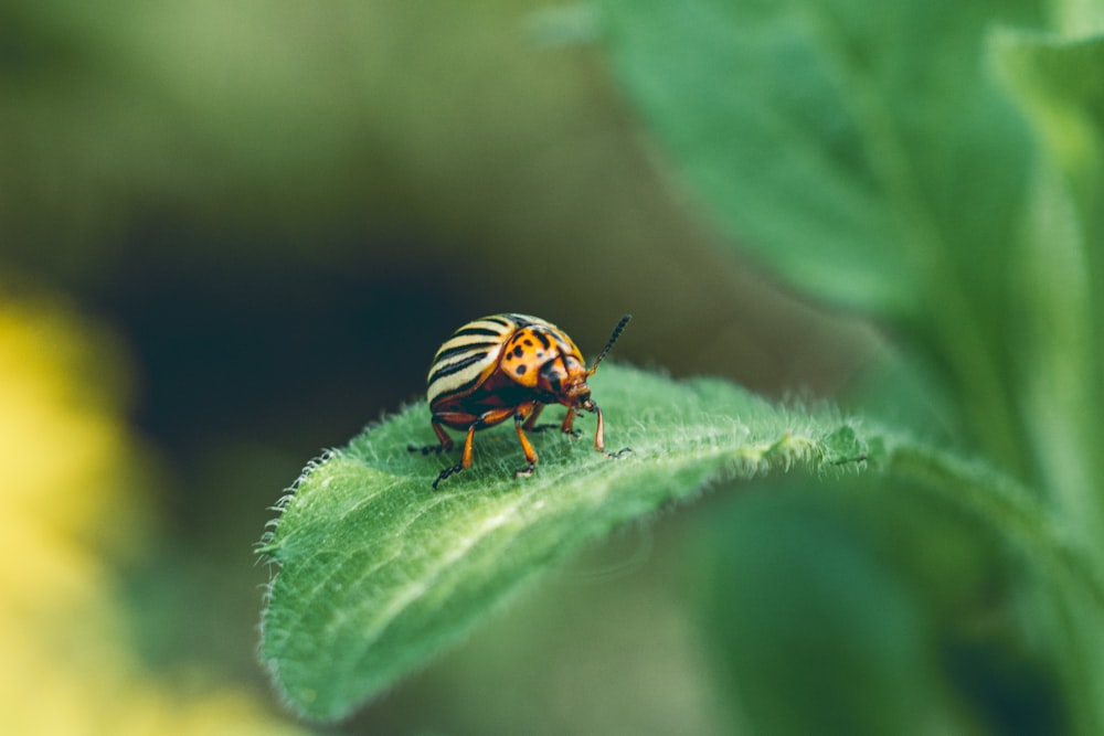 a bug sitting on top of a green leaf