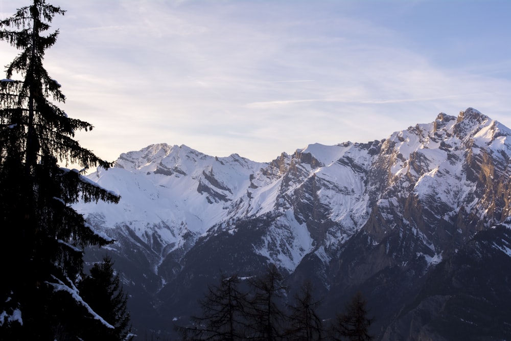 a view of a snowy mountain range with a pine tree in the foreground