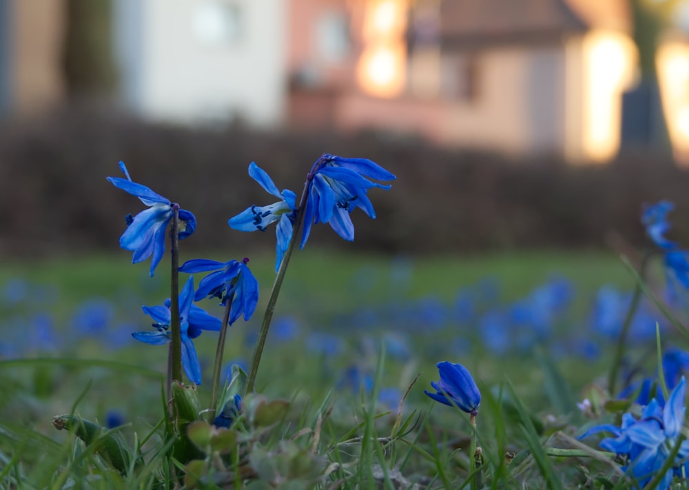 a group of blue flowers sitting in the grass