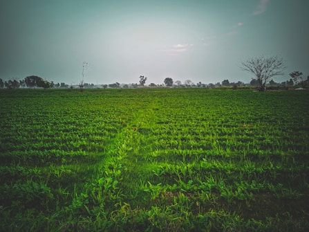 A vast expanse of lush green farmland stretches across the image, with rows of young crops visible. The horizon in the background is marked by a line of trees under a hazy, overcast sky. Sparse, leafless trees stand scattered throughout the field, indicating a mix of seasons or a transitioning landscape.