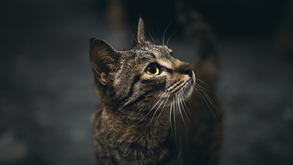 a close up of a cat looking up at something