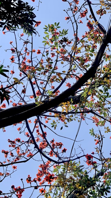 Intertwined branches of a tree laden with vibrant red flowers and green leaves set against a clear blue sky.