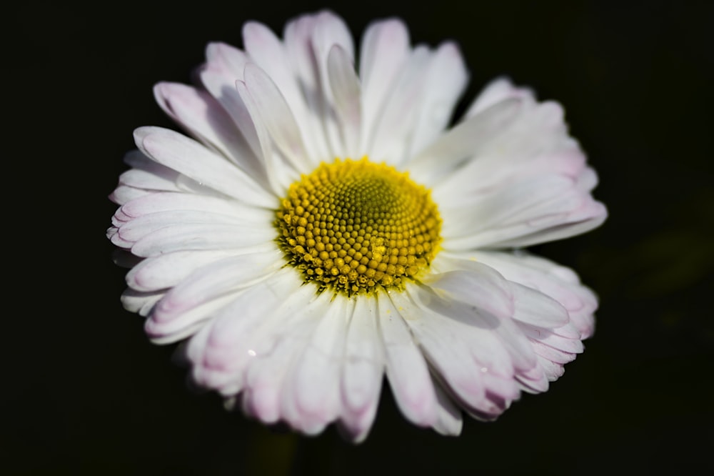 a white and yellow flower with a black background