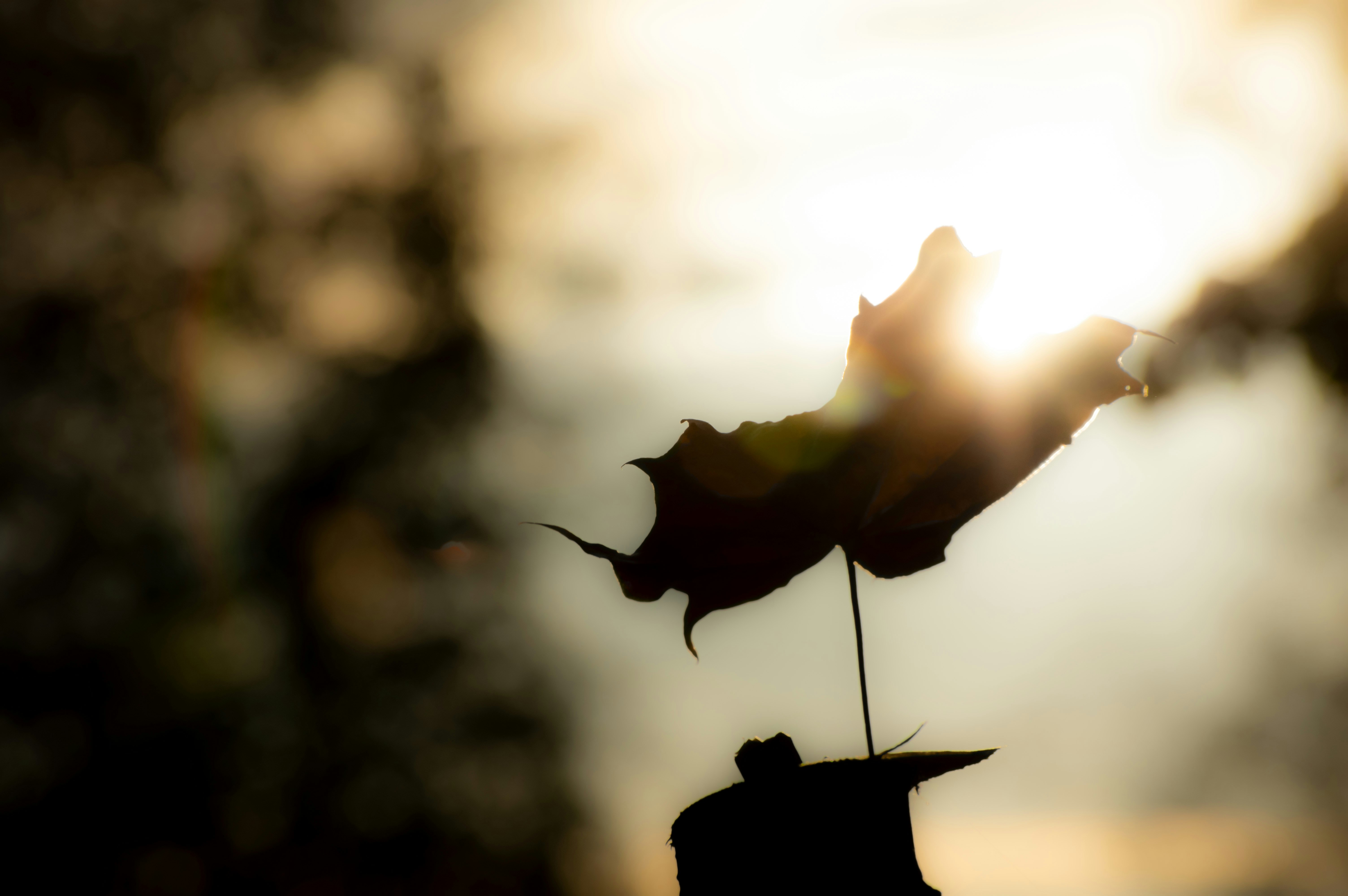 a leaf that is sitting on top of a table