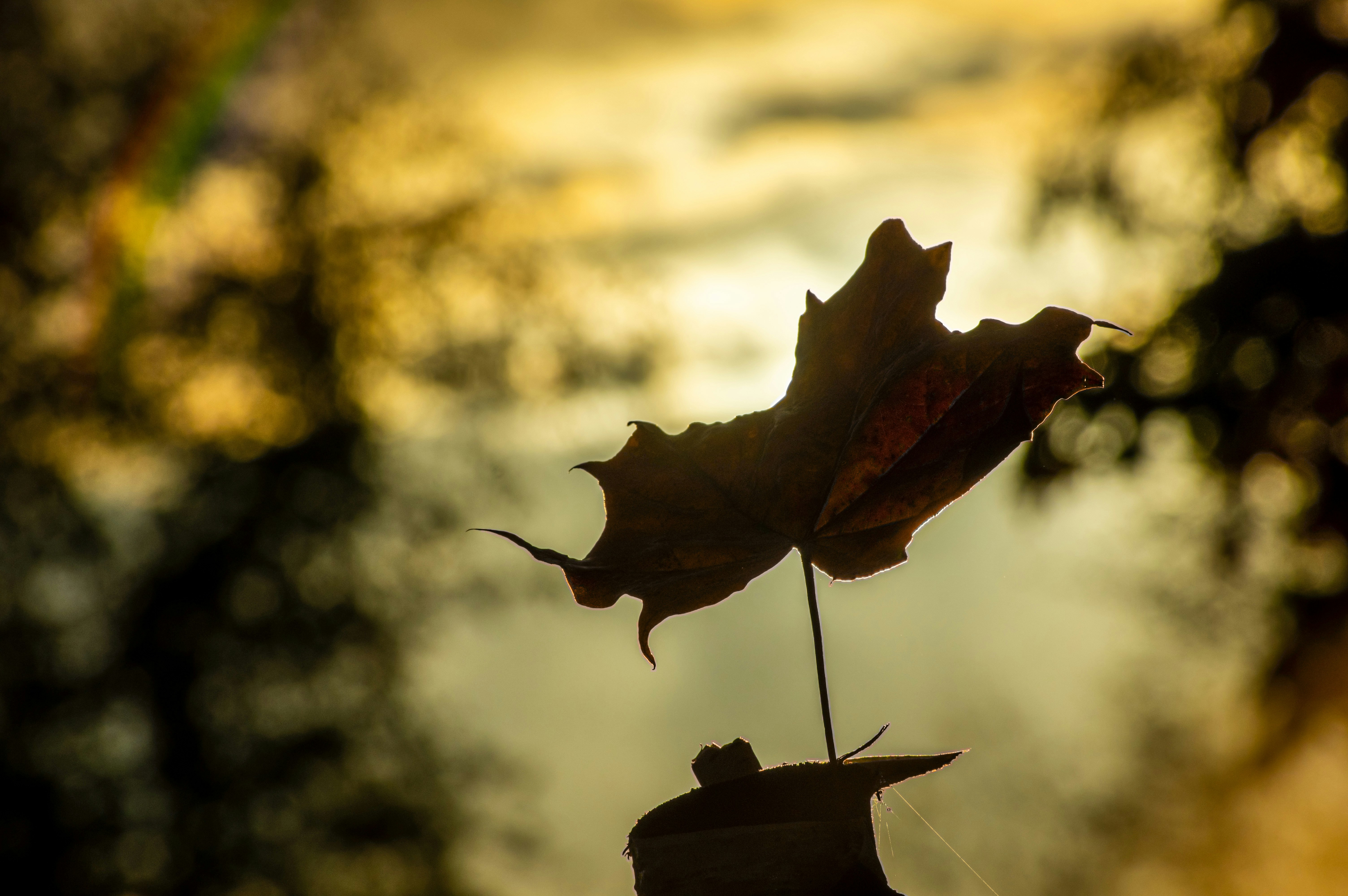 a leaf that is sitting on top of a pole