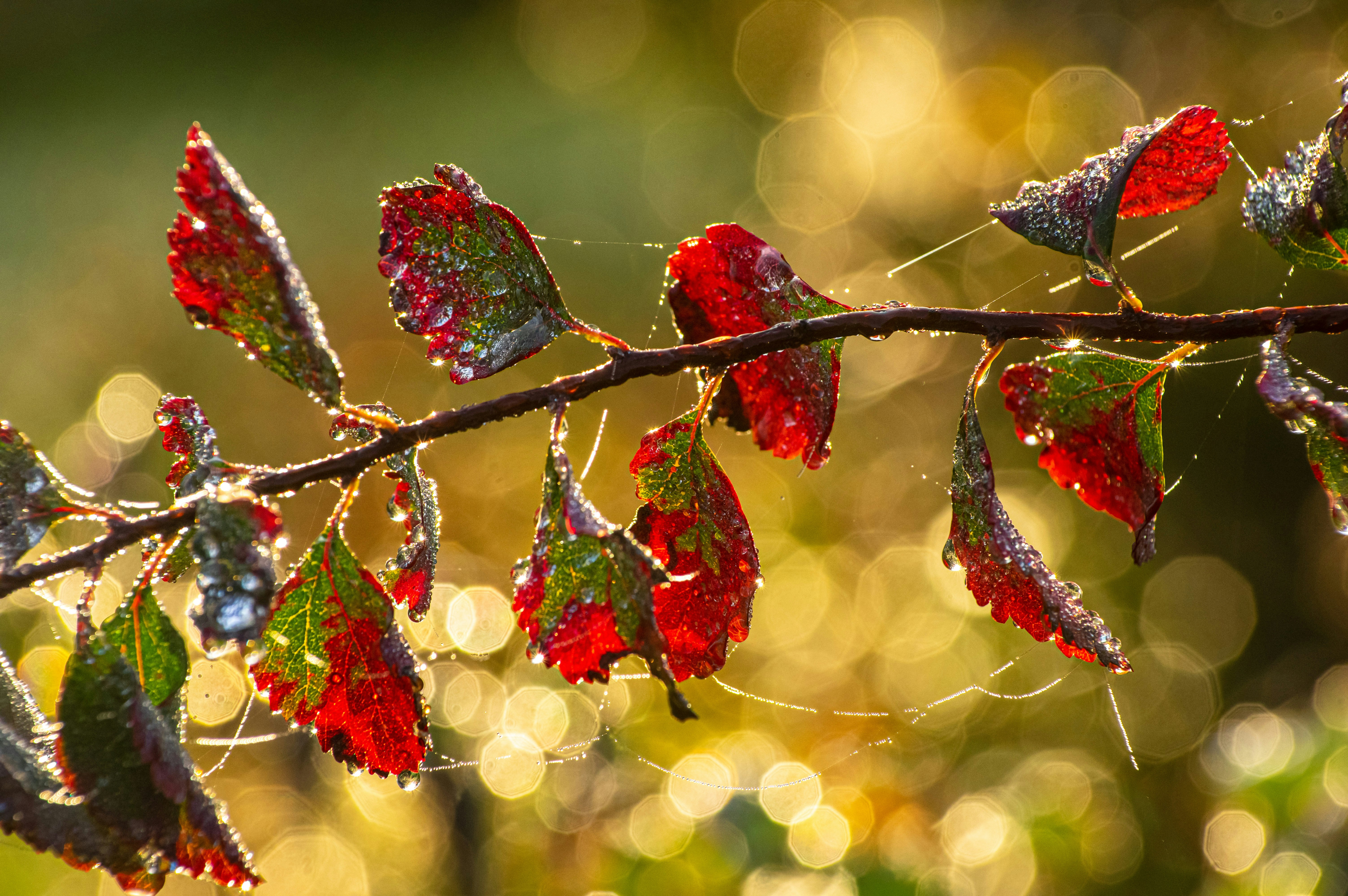 a branch with red leaves covered in water droplets