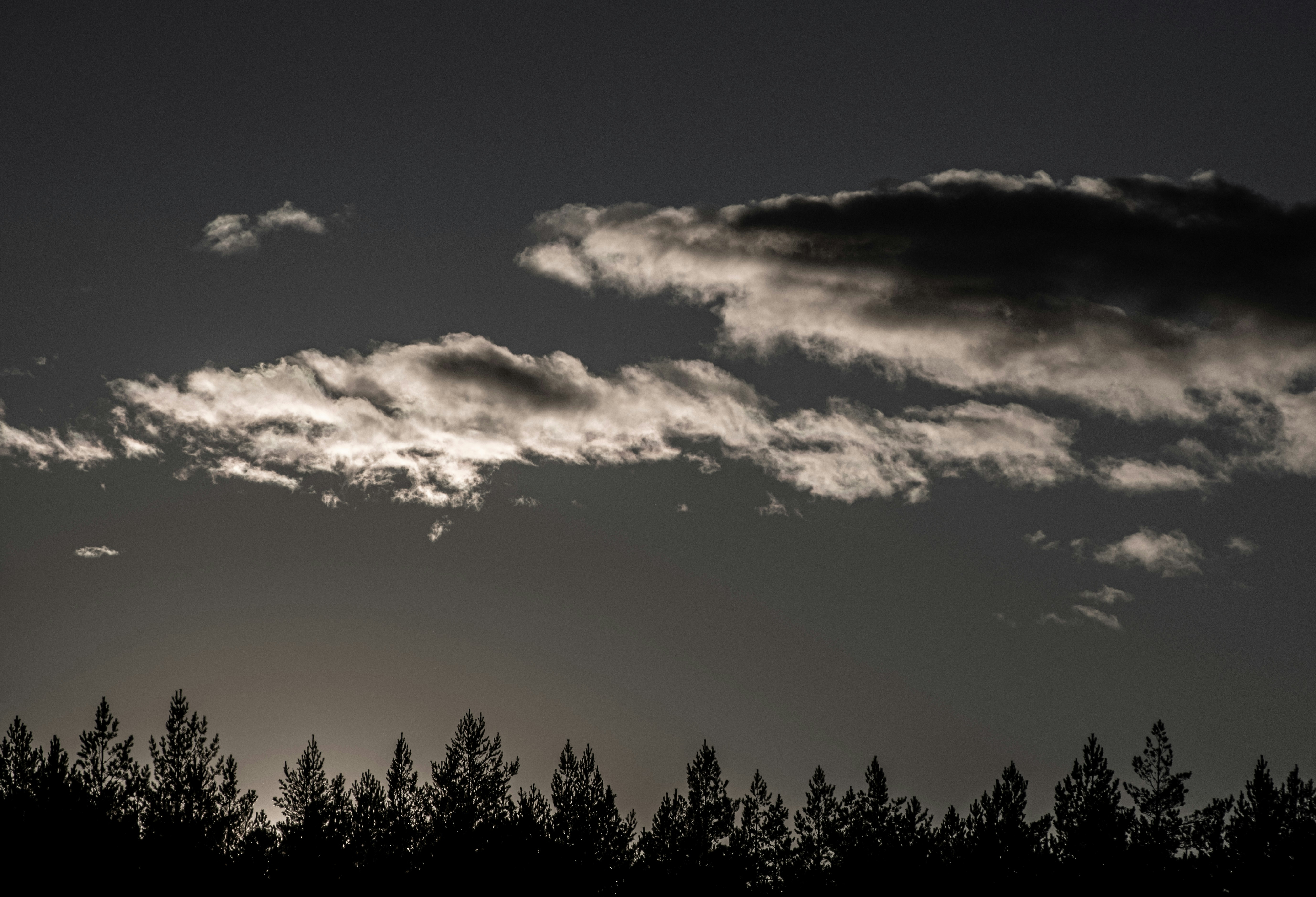 a black and white photo of trees and clouds