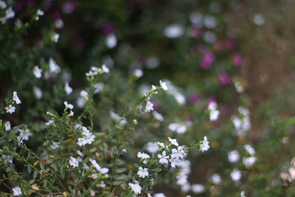 A soft-focus image of blooming flowers symbolizing fresh and natural scents.