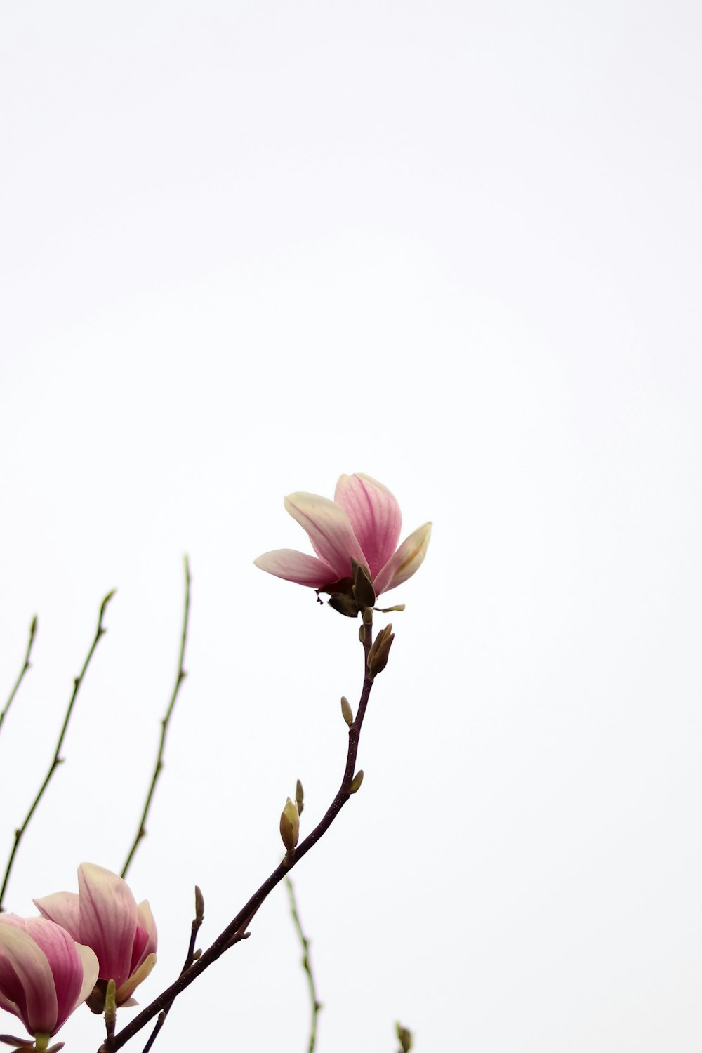 a branch with pink flowers on it against a white sky
