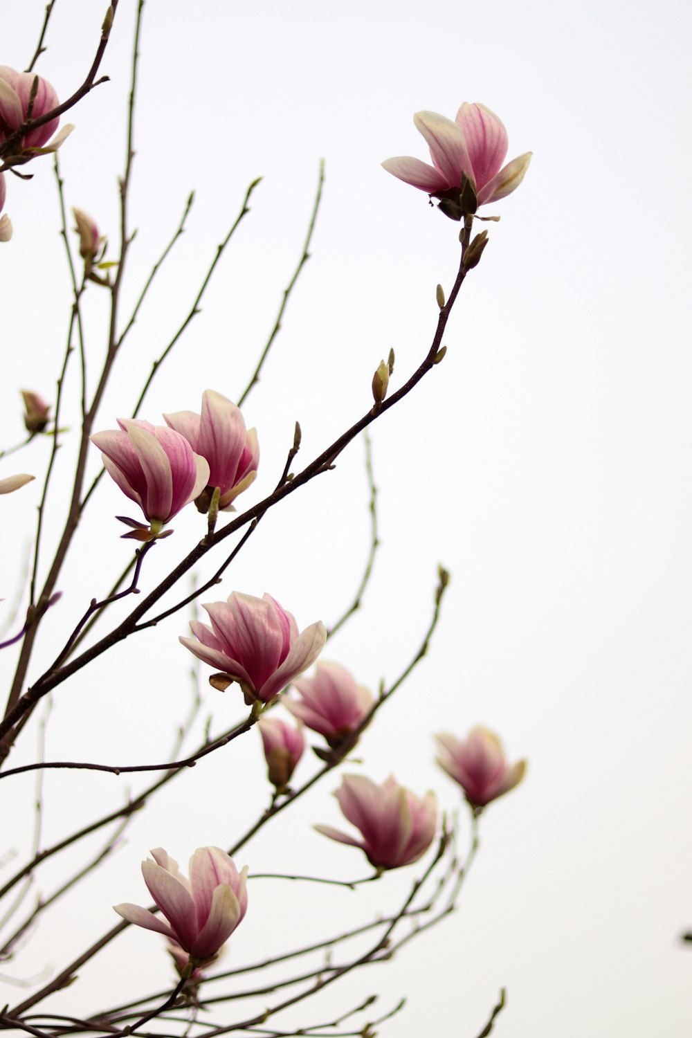 a bunch of pink flowers on a tree branch