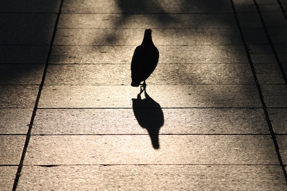 a bird standing on a sidewalk in the sun