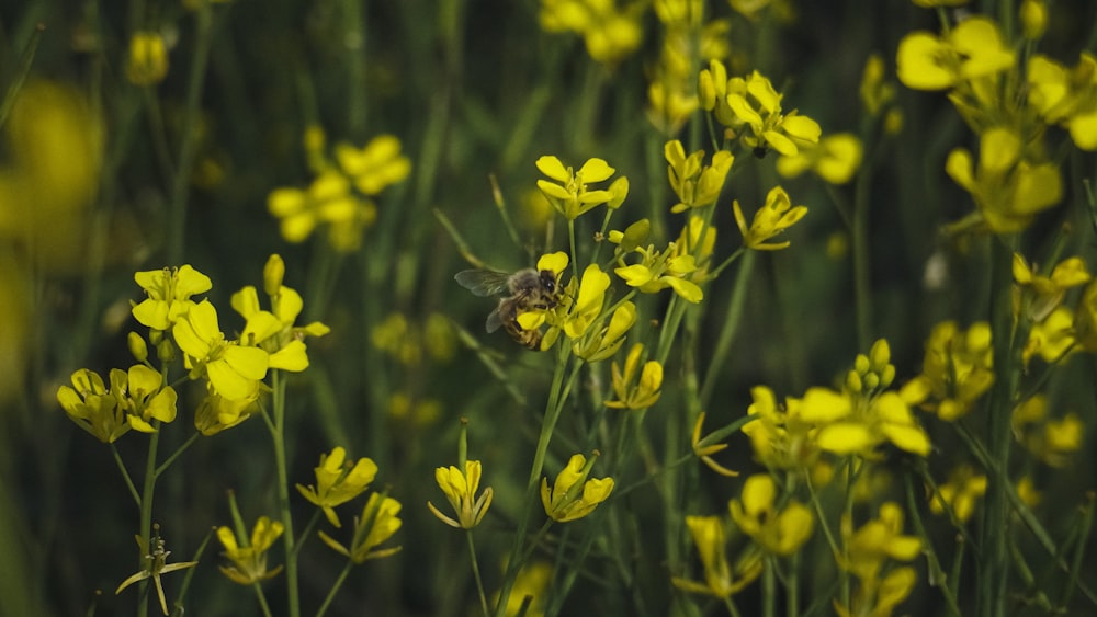 a bee is sitting on a yellow flower