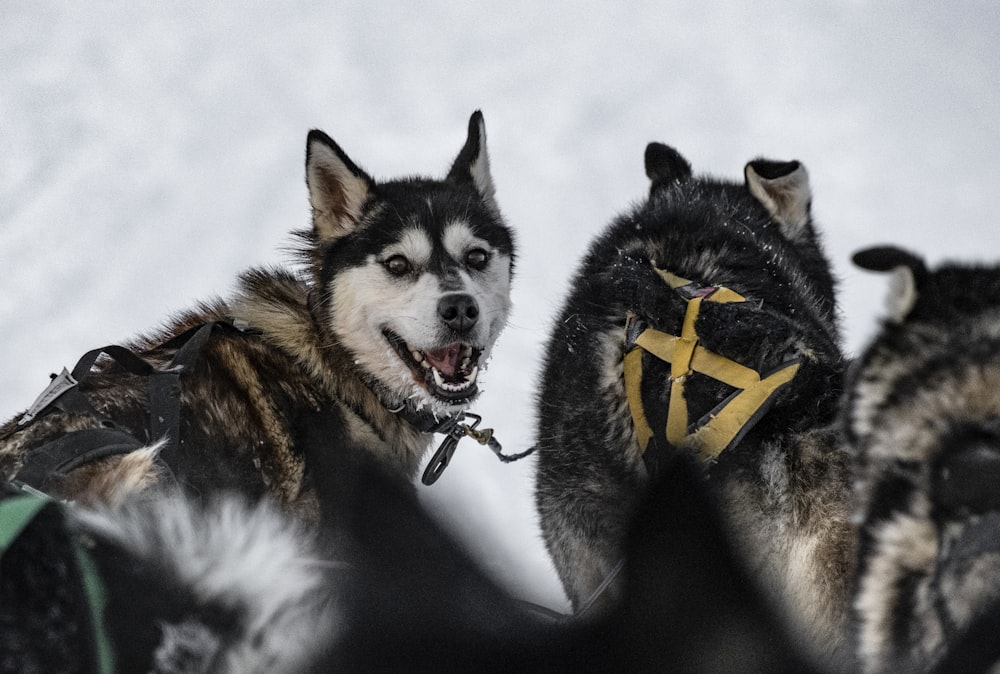 Ein Husky-Hund zieht einen Schlitten in den Schnee