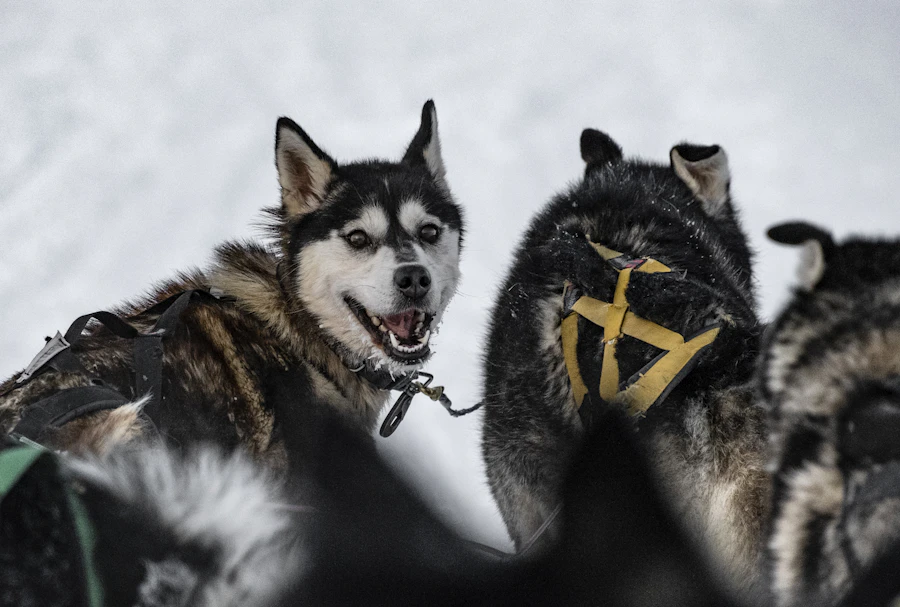Husky or reindeer sledding