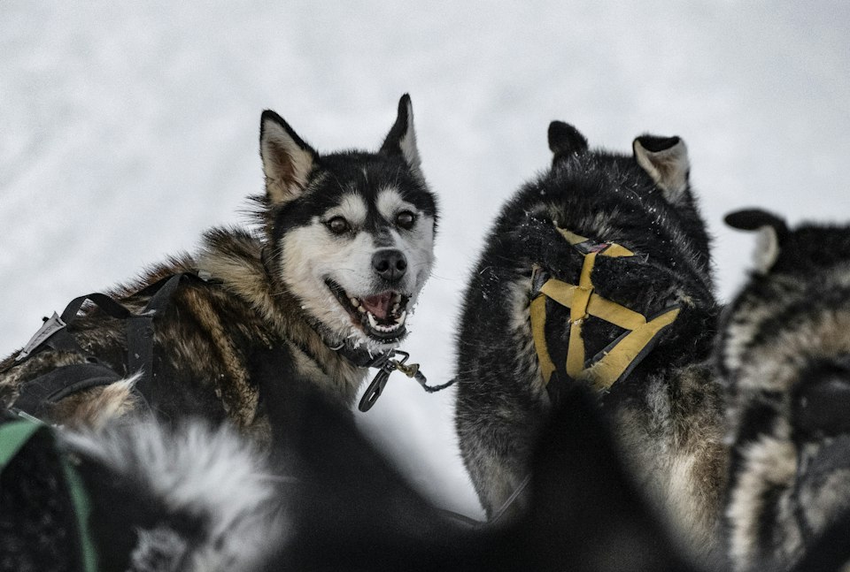 A team of huskies pulling a sled across snow in Arctic Norway