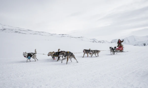 Sled dog pulling a sledge with two passengers across the snow in Svalbard, Norway