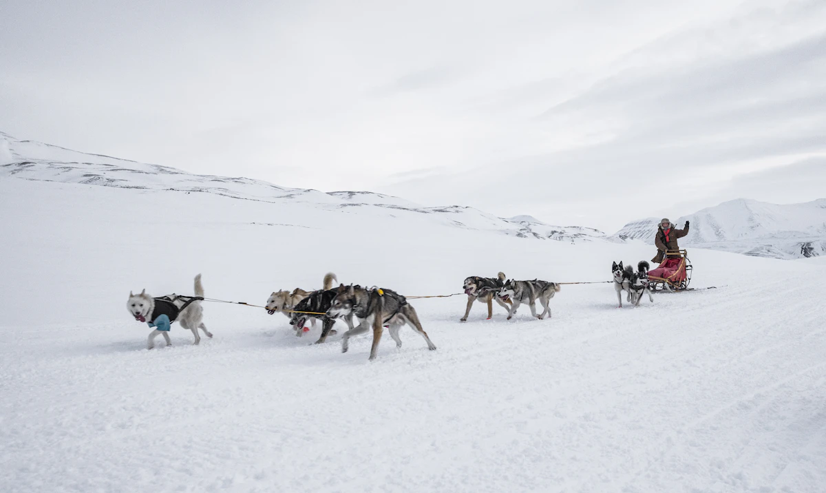 Legendary Iditarod Champions: The Mushers Who Defined the Race