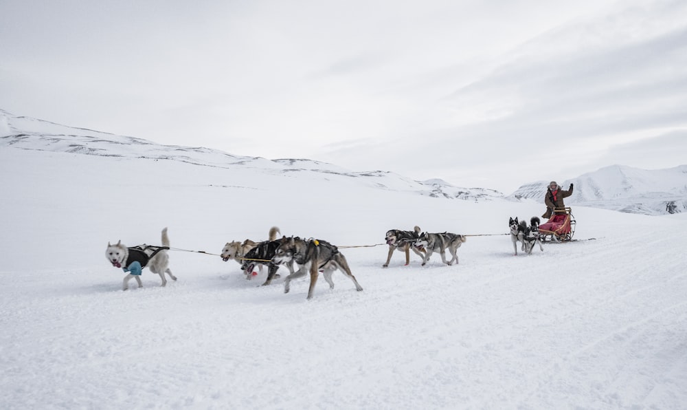 a dog pulling a sled with two people on it