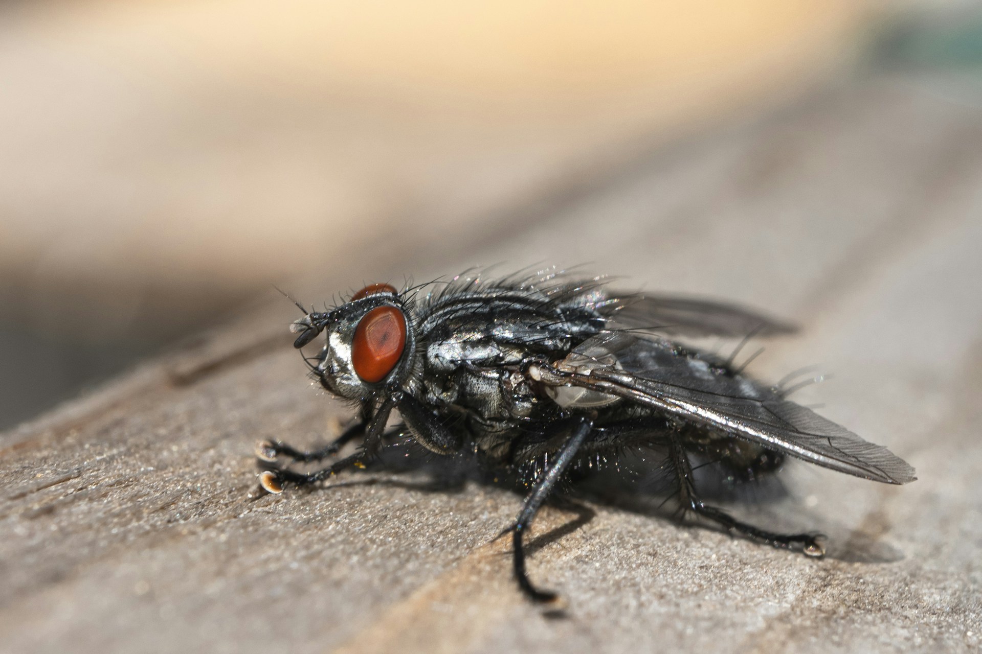 a close up of a fly on a wooden surface