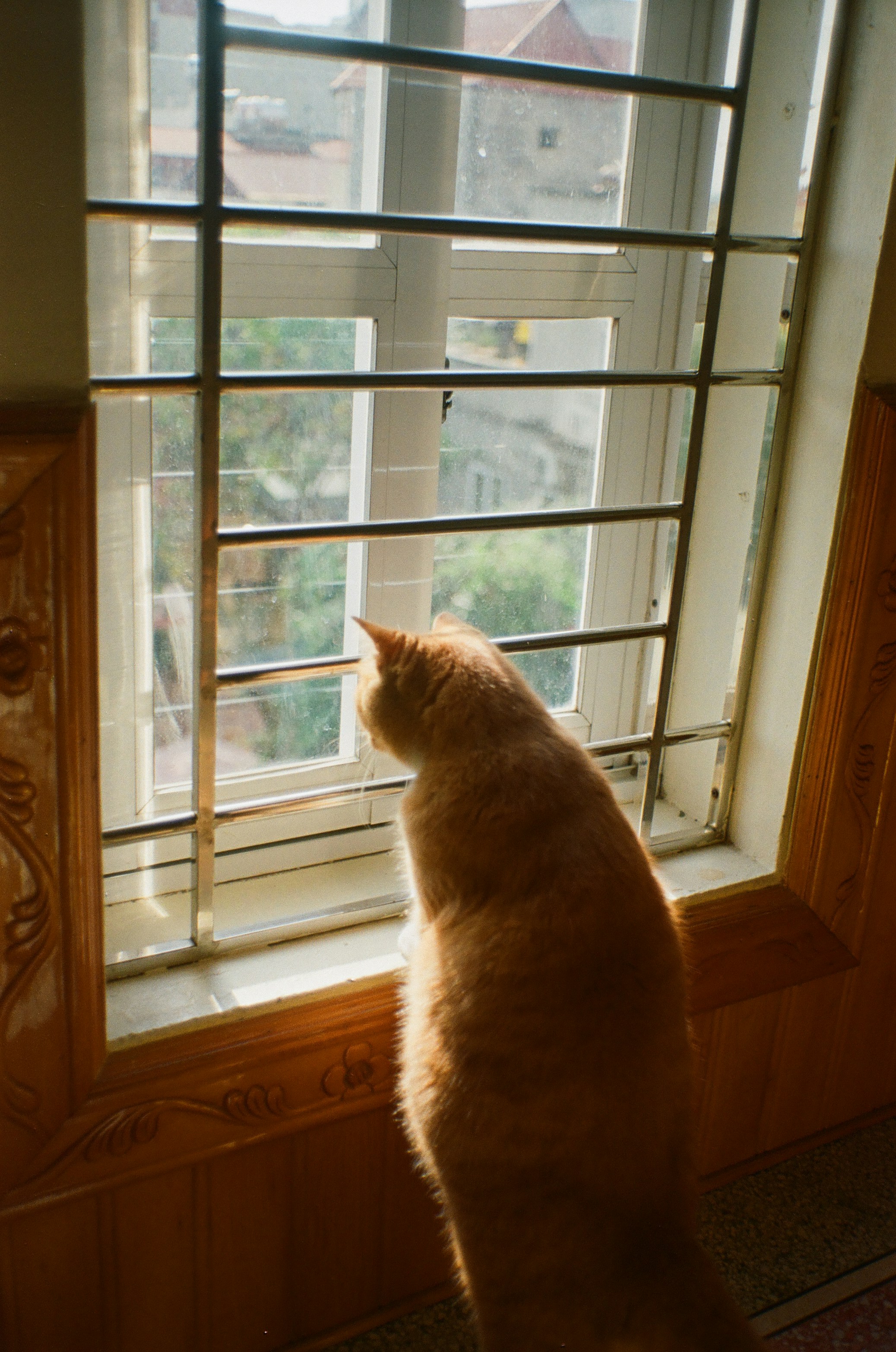 3. Window Watching Satisfies the Inner Hunter (image credits: unsplash)