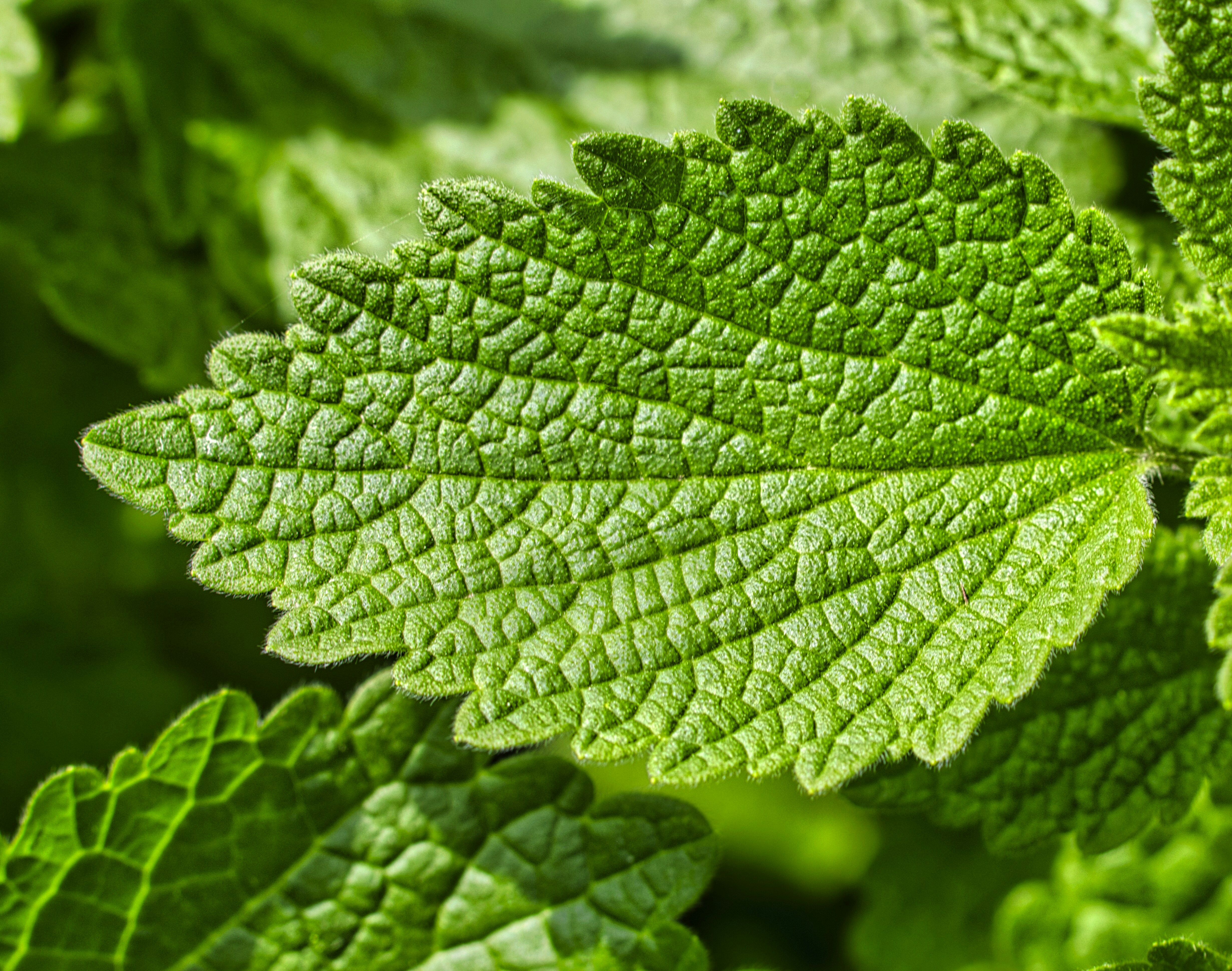 un primo piano di una foglia verde su una pianta