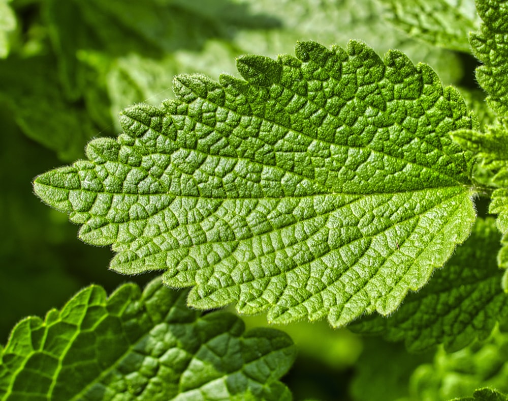 a close up of a green leaf on a plant