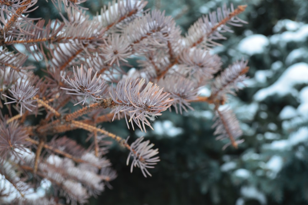 a close up of a pine tree with snow on it